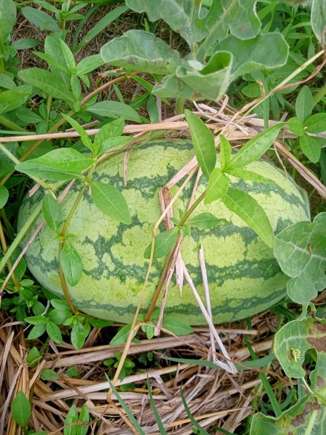 IMG20250622163857.jpg