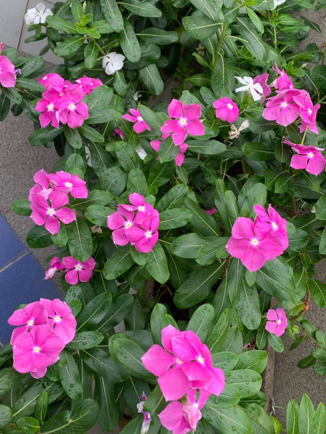 garden6.jpg