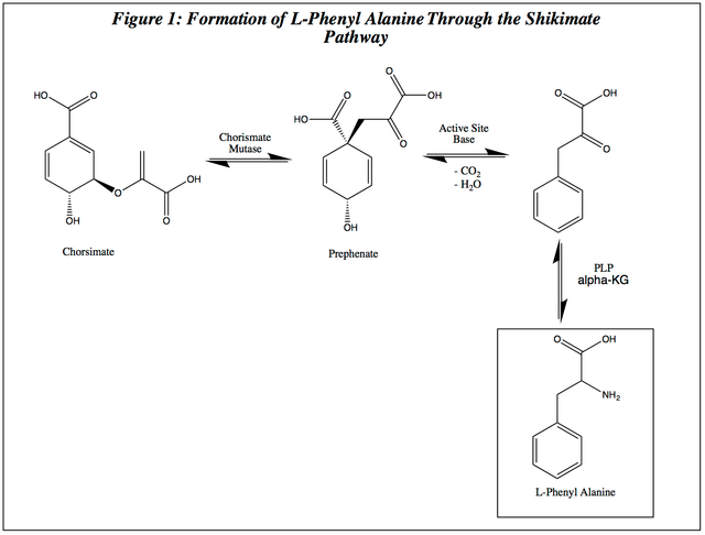 Shikimate_Pathway.png