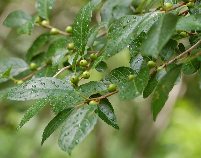 761px-Ilex-verticillata-Acadia.jpg