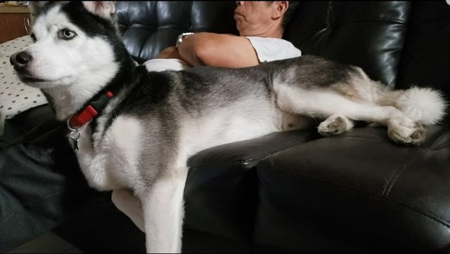 husky in tagalog