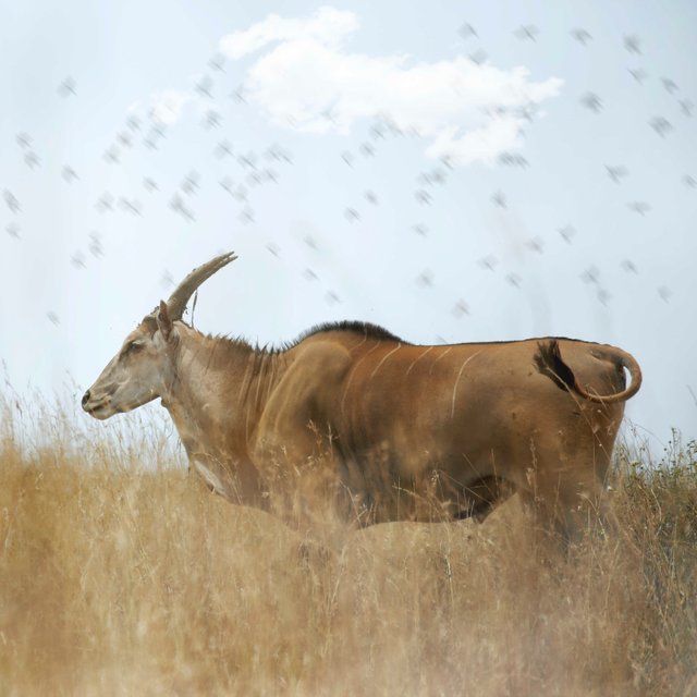 Giant-Eland-Sm.jpg