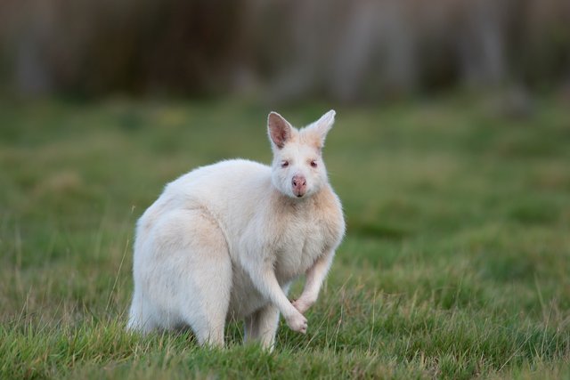 wallaby-6132753_1280.jpg