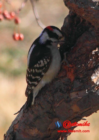 Downy Woodpecker PFW15.jpg