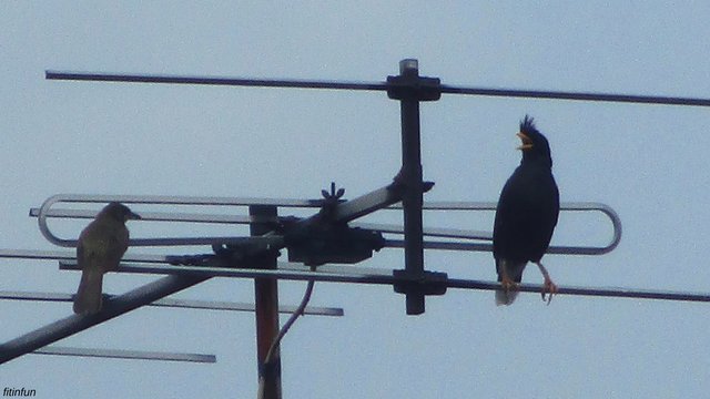 Bird singing to attract a mate Bangkok Thailand fitinfun.jpg