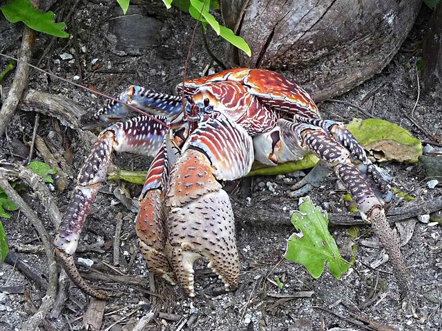 800px-Coconut_crab.jpg