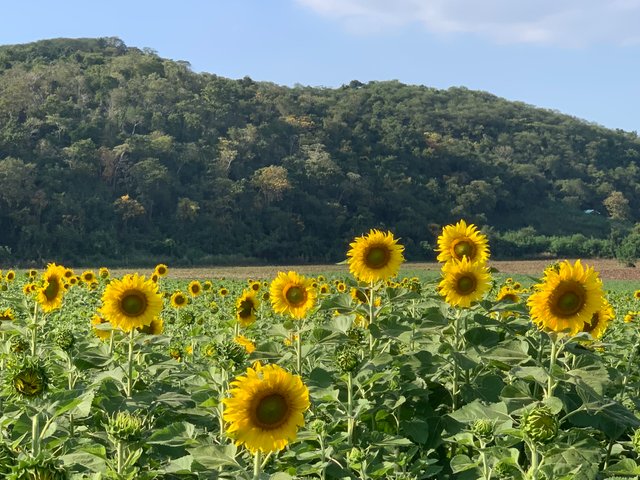 Sunflower fields16.jpg