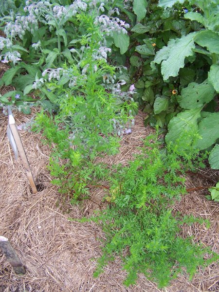 New Herb - Row 2, Sweet Annie crop Aug. 2018.jpg