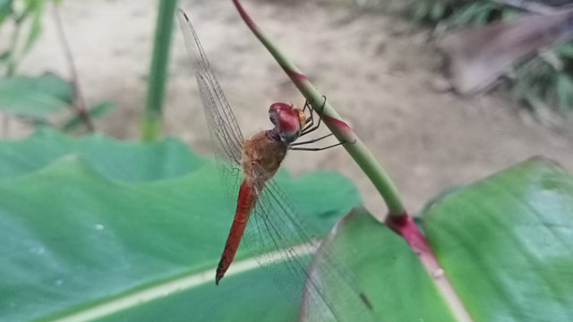 IMG20250405180656.jpg