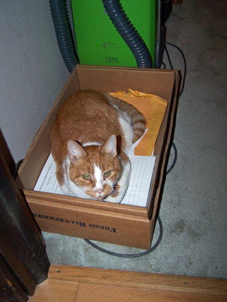 Bryde helping clean office1 crop Dec. 2018.jpg