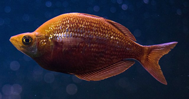 Orange Cichlid.jpg