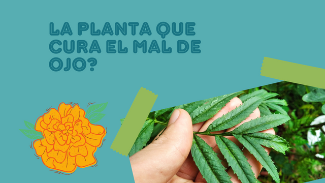 Una de las plantas con flores mas hermosas.png