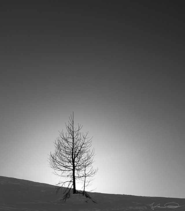 2019-02-21-Villach-Dobratsch-enlightened-Tree-01BWa.jpg