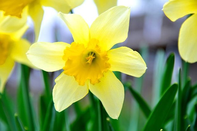 daffodil-696449__480.jpg