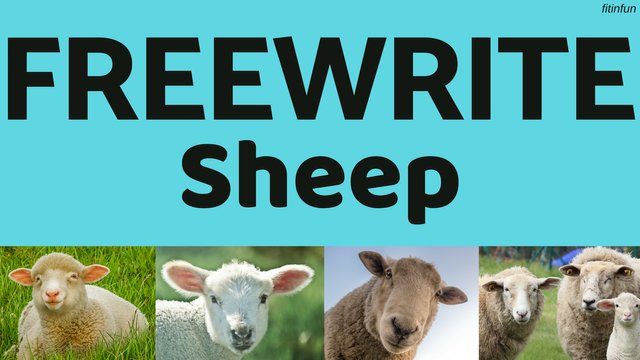 freewrite sheep fitinfun.jpg