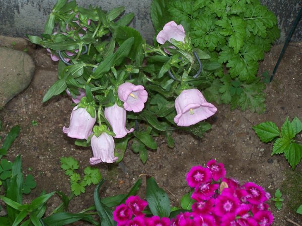 Old North - Canterbury Bells, Sweet William, feverfew crop June 2019.jpg