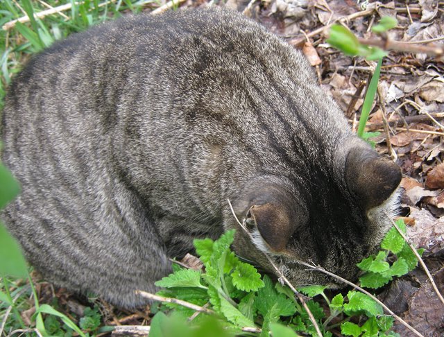 JJ burying head in catnip plant.JPG