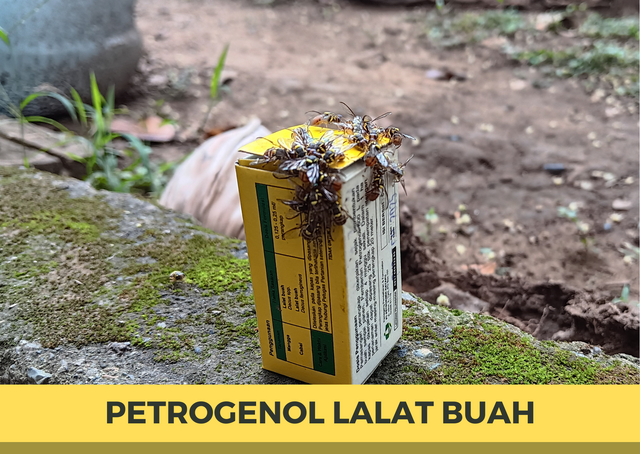 Lalat Buah.png