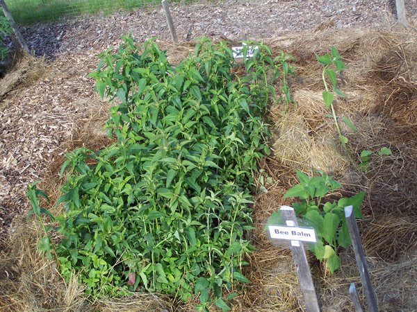 New Herb - Row 3, 3 Bee balm crop June 2019.jpg