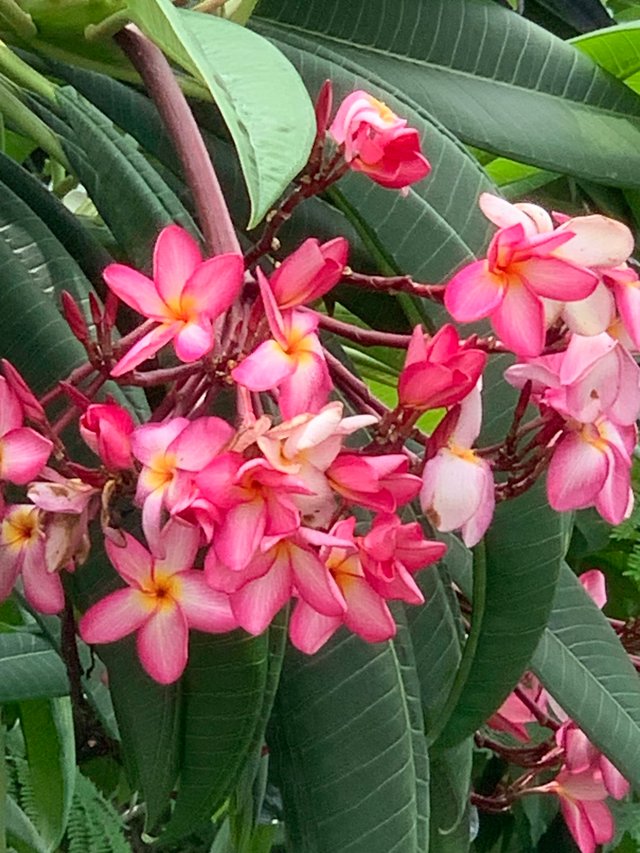 flower105.jpg