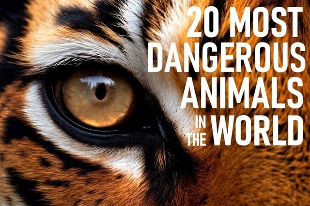 MOST-DANGEROUS-ANIMALS.jpg