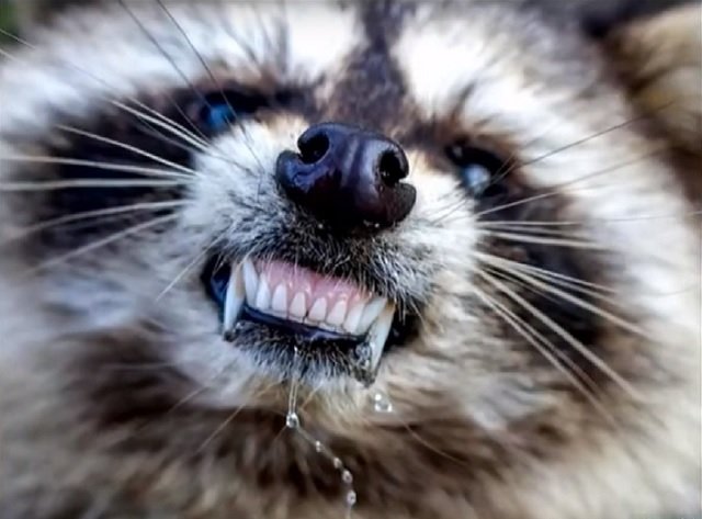 Zombie Raccoons in Ohio.jpg