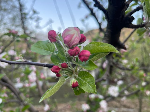IMG_3222.jpeg