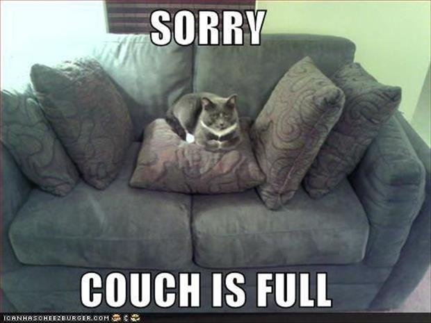 cats-have-staff-7 (1).jpg
