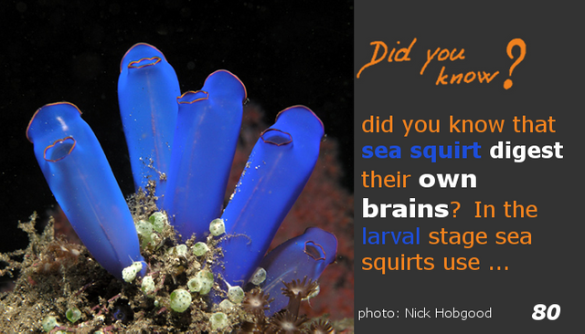 80 sea squirts.png