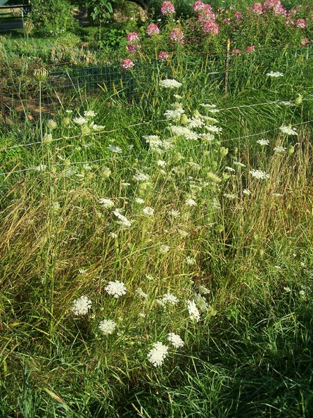 Driveway - Queen Anne's lace crop August 2019.jpg