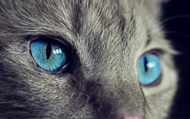 blue cat eyes.png