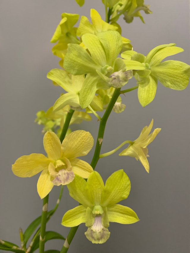 orchid9.jpg