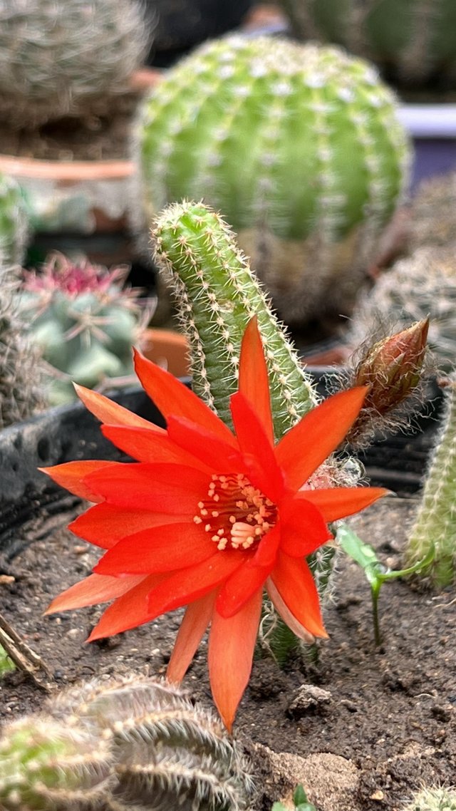 chamaecereus.jpg