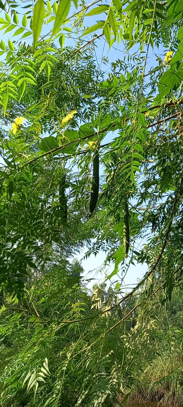 VideoCapture_20250509-061144.jpg