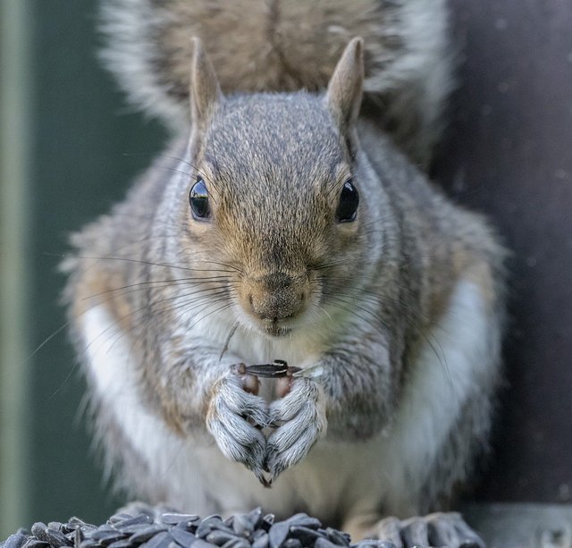 squirrel-8605258_1280.jpg