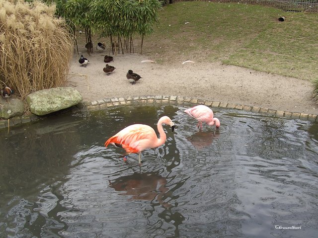Flamingos_08.jpg