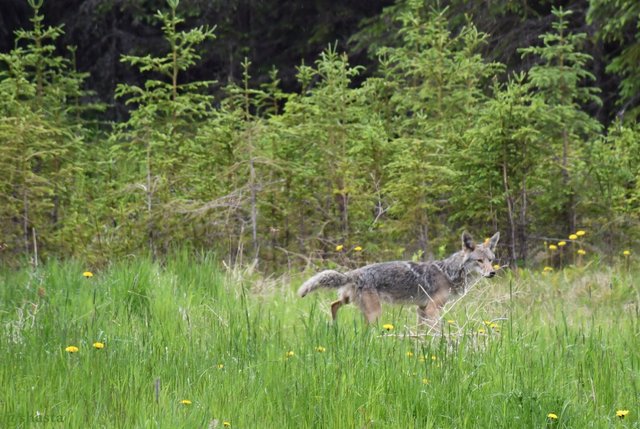 shasta2018june25th47coyote3io.jpg