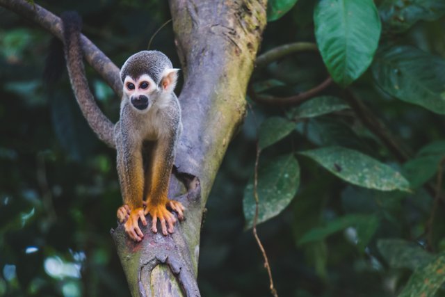 Colombia monkey_Photo by Diego Guzmán onÂ Unsplash.jpg