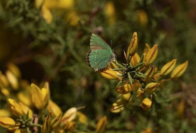 Green hairstreak ulex 3.jpg