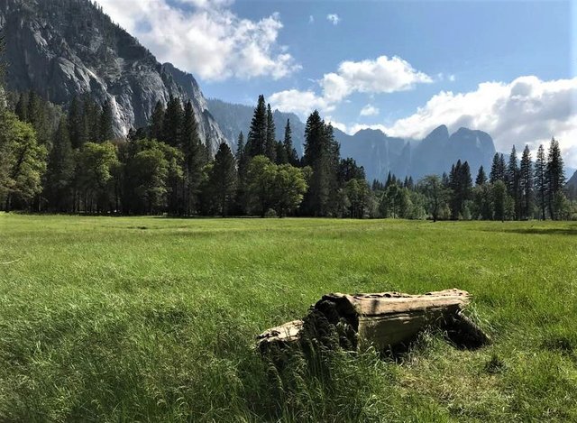 Meadow Near Our Beach.jpg