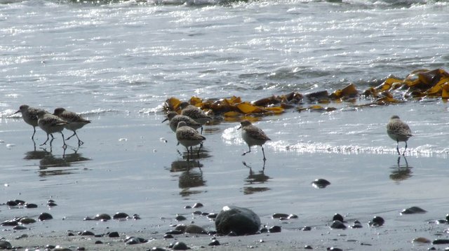 296-New-Sandpipers-140806b.jpg