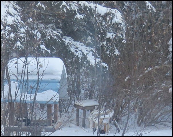 view through window of magpie at bird feeder.JPG