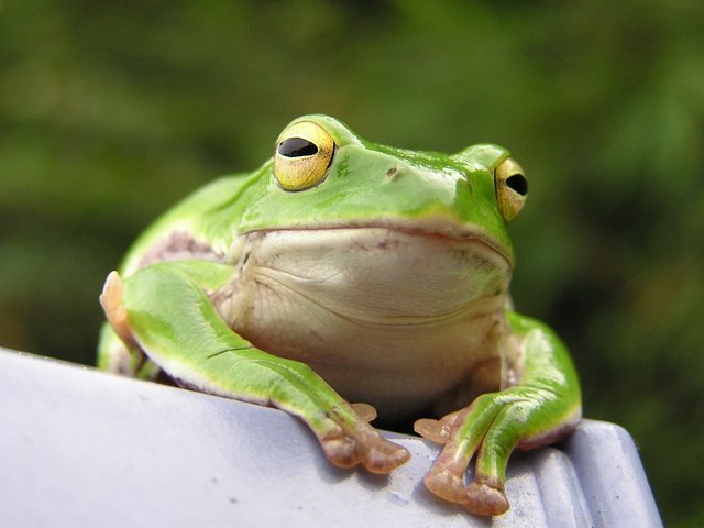 frog.jpeg