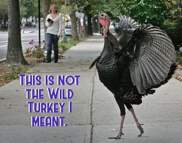 turkey_birthday_prank.jpg