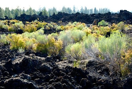 plants_growing_in_lava_rock_field_by_mogieg123_d593dap-fullview.jpg