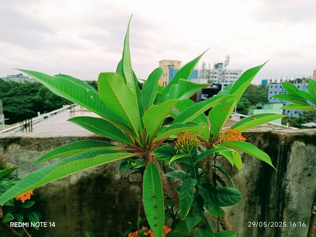 IMG_20250529_161655.jpg
