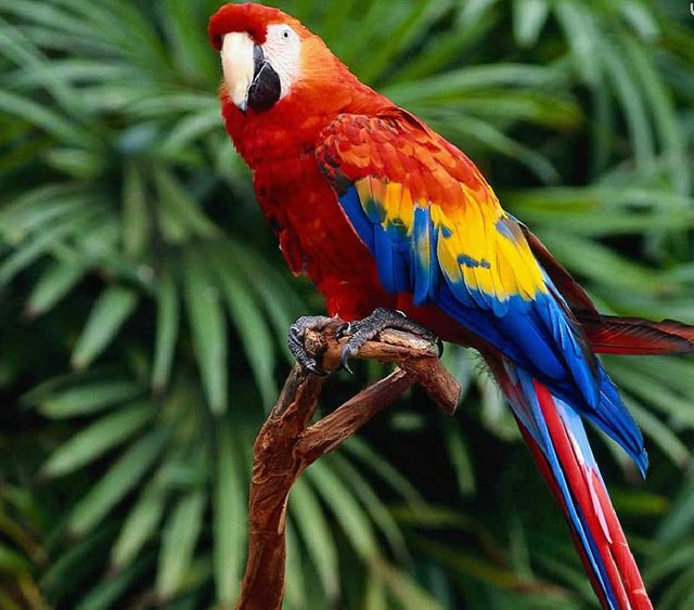 guacamaya1.jpg