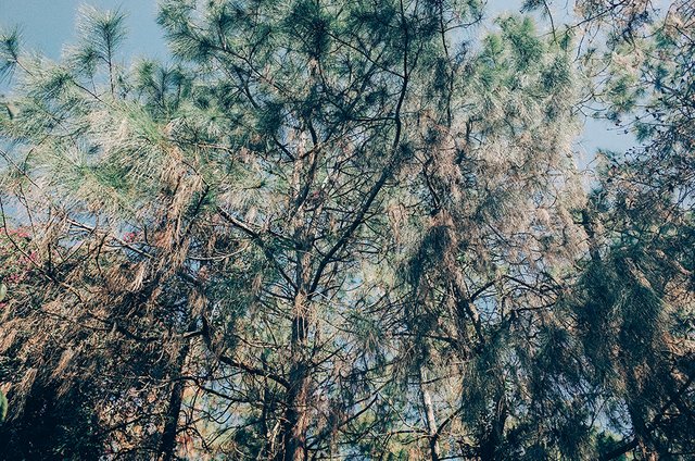 spring (4).jpg
