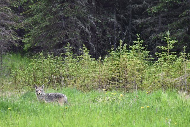 shasta2018june25th47coyote2io.jpg