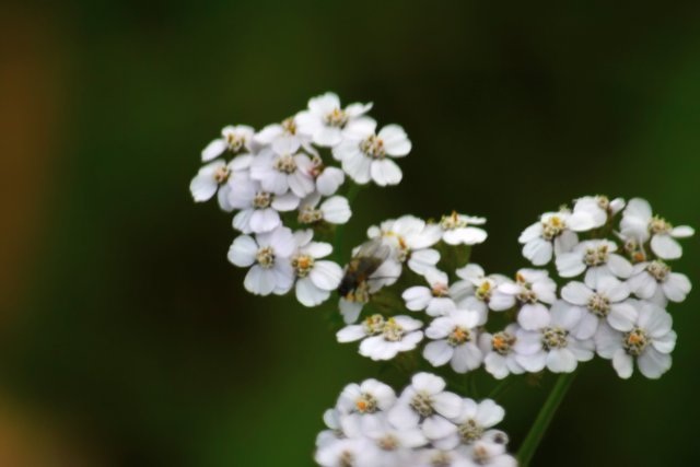 Yarrow